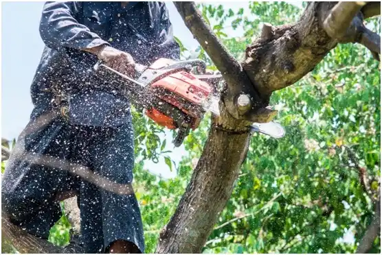 tree services Montello